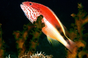 An hawkfish on the coral. by Mehmet Salih Bilal 
